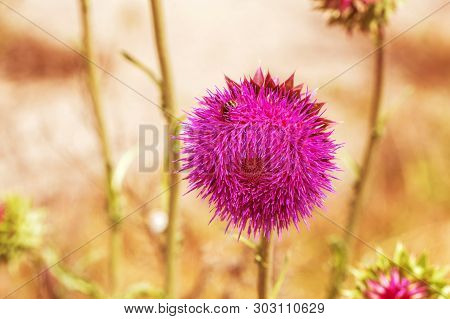Pink Thistle Flowers In Wild (herbal Medicine Silybum Marianum, Milk Thistle, Cardus Marianus, Medit