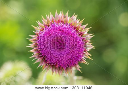 Pink Thistle Flowers In Wild (herbal Medicine Silybum Marianum, Milk Thistle, Cardus Marianus, Medit
