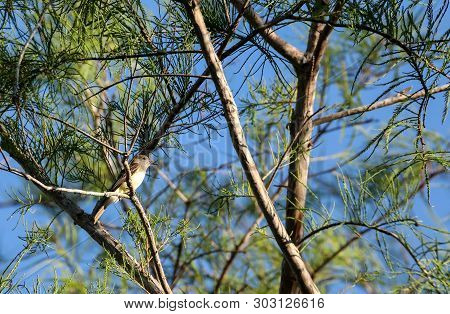 Great Crested Flycatcher Bird Myiarchus Crinitus Perches In A Tree