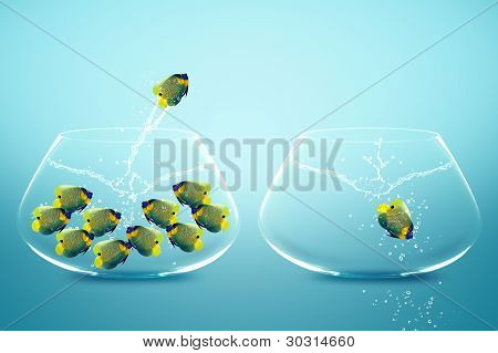 Anglefish กระโดดไปชามใหญ่