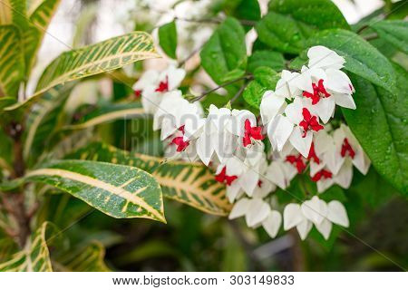 Clerodendrum Thomsoniae Blossoming, Tropical Plant, Nature Background