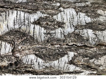 Light Birch Bark Texture For Background Presentation