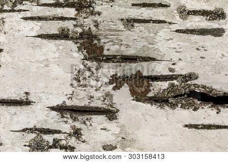 Beresta. The Top Layer Of Bark, Torn From A Birch.