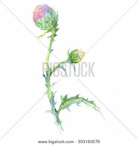Thistle Floral Botanical Flower. Watercolor Background Illustration Set. Isolated Thistle Illustrati