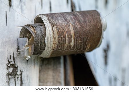 Beresta. The Top Layer Of Bark, Torn From A Birch.