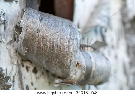 Beresta. The Top Layer Of Bark, Torn From A Birch.