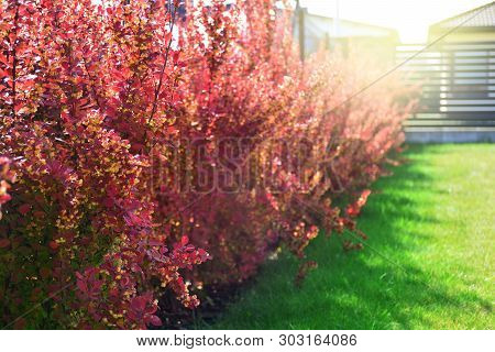 Red Barberry Bushes In A Backyard. Berberis Thunbergii Atropurpurea