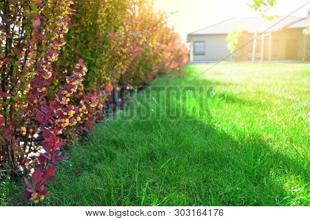 Red Barberry Bushes In A Backyard. Berberis Thunbergii Atropurpurea