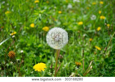 One Fluffy White Dandelion In The Grass With Other Yellow Dandelions. Macro Photo With Bokeh