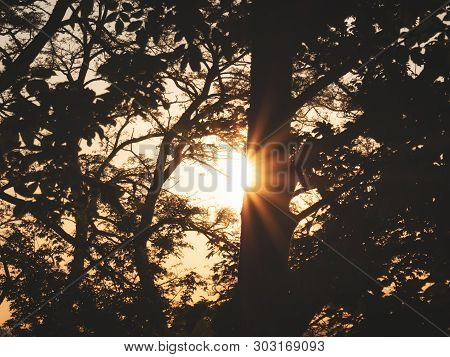 Image Of Silhoutte Of A Tree During Sunset