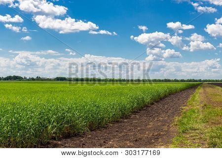 Ield Of Green Wheat Under Blue Sky And White Clouds