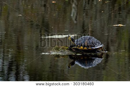 Terrapin Sunning Itself On A South Carolina Pond