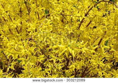 Forsythia Or Easter Tree Blooming. Forsythia Bush Bloom. Flowering Forsythia In Springtime.