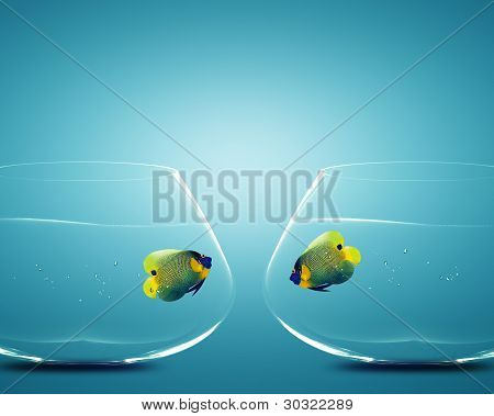 Two Angelfish In Two Bowls