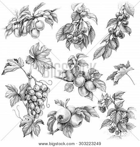 Hand Drawn Branches Of Fruit Trees And Bushes. Monochrome Set Of Fruits And Berries. Pencil Drawing 