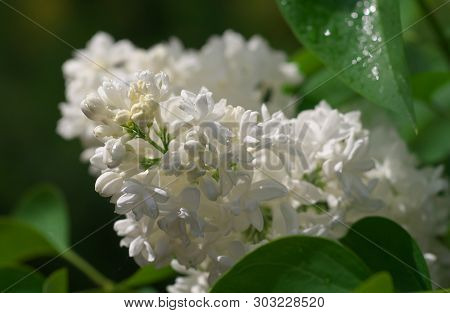 White Lilac Flowers With Buds For A Background, Spring Garden, Syringe Vulgaris.