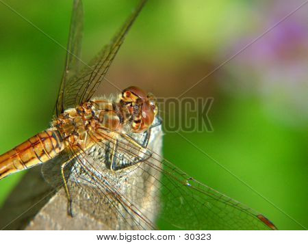 Libellula rossa