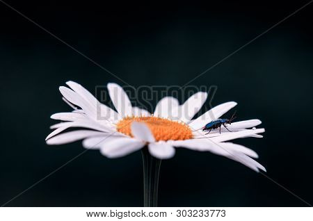 Large White Leucanthemum Maximum Blossom In The Spring On A Meadow On A Dark Green And Black Blurred