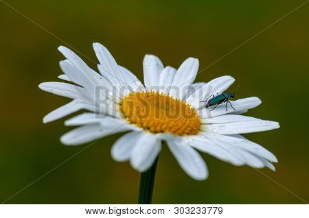 Large Blurred White Leucanthemum Maximum Blossom . In The Spring With Bug