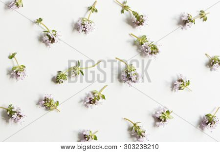 Floral, Pattern, Botanical Composition. Pink Thyme Flowers Isolated On White Table Background. Style