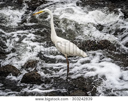 An Eastern Great Egret, Ardea Alba Modesta, Stands In The Rapids Of The Sakai River In Yokohama, Jap