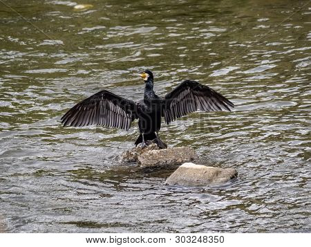 Japanese Cormorant, Phalacrocorax Capillatus, Stretches Its Wings While Standing In The Sakai River 