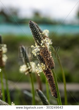 The Flowering Heads Of Ribwort Plantains, Plantago Lanceolata, Blooming Along A River In Yokohama, J