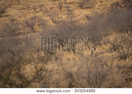 Habitat Image With A Female Tiger And Her Three New Cubs At Ranthambore National Park. A Beautiful T