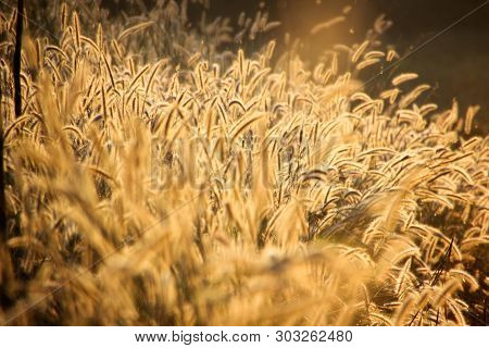 Panicum Verticillatum , Herbaceous, Single Year, 20-120 Cm Tall, Stems Set Or Fry, Climbed And Raise