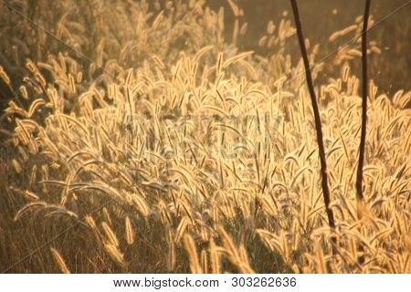 Panicum Verticillatum , Herbaceous, Single Year, 20-120 Cm Tall, Stems Set Or Fry, Climbed And Raise