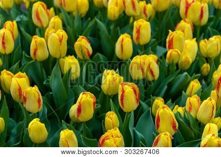 Beautiful Yellow And Pink Tulip Flowers In Spring Garden.