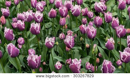 Purple Fringrd Tulip Flowers In Spring Garden, Park.