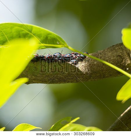 Hibiscus Harlequin Bug