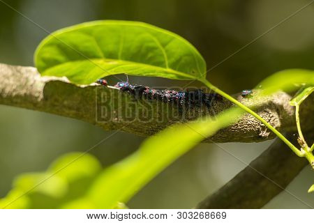 Hibiscus Harlequin Bug