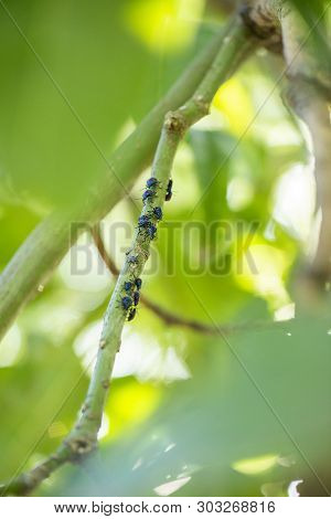 Hibiscus Harlequin Bug