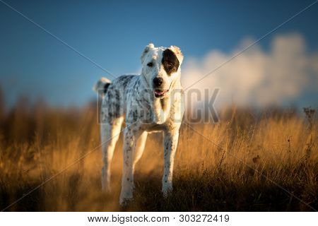 Portrait Of Central Asian Shepherd Dog Outdoor