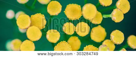 Tansy Flowers Close Up. Tanacetum Vulgare Blossom Plant. Yellow Healthy Herb Flowers, Macro View.