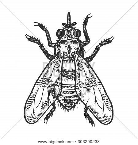 Tsetse Fly Insect Sketch Engraving Vector Illustration. Scratch Board Style Imitation. Black And Whi