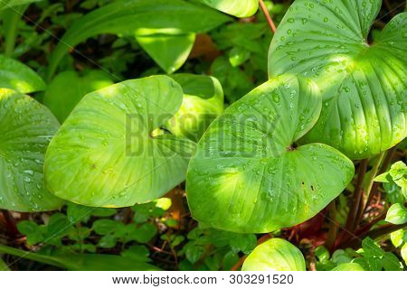 Close Up Rain Drop And Sunlight On Anthurirm Green Leafs