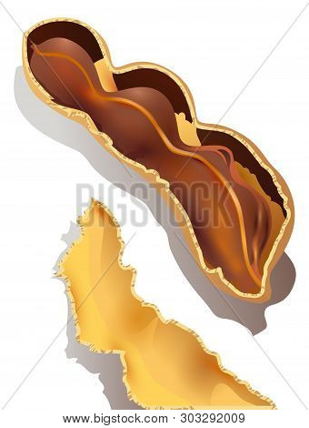 Tamarind Fetus Tamarindus Indica Isolated On White Illustration