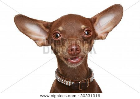 Orosz Toy Terrier