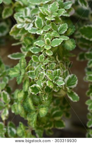 Swedish Ivy Marginatus - Latin Name - Plectranthus Forsteri Marginatus