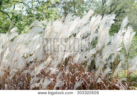 A Plant With White Feather Like Flowers In The Wind