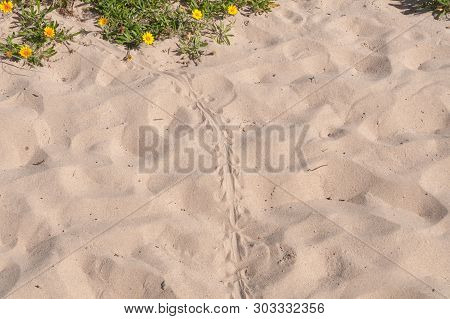 Blue Tongue Lizard Spoor On The Sand. Wild Reptile Footprints On The Ground