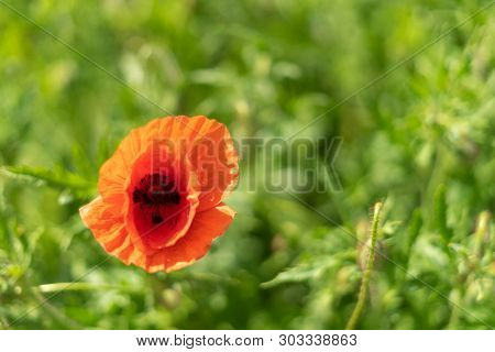 Poppy Flowers On The Field Against The Blue Sky And Green Grass. Selective Focus