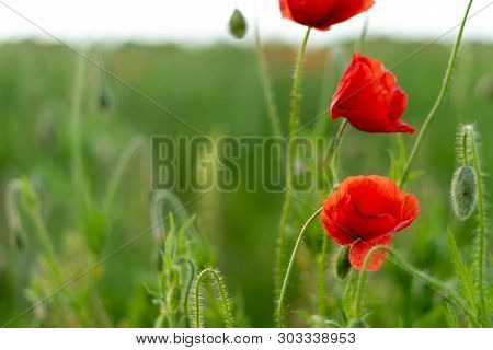 Poppy Flowers On The Field Against The Blue Sky And Green Grass. Selective Focus