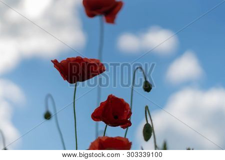 Poppy Flowers On The Field Against The Blue Sky And Green Grass. Selective Focus