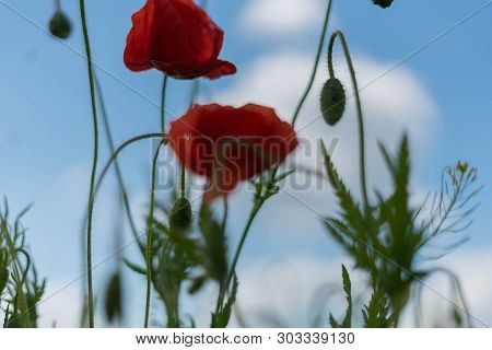 Poppy Flowers On The Field Against The Blue Sky And Green Grass. Selective Focus