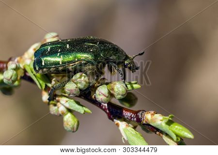 A Green Shiny Beetle Sits On A Branch Of A Plum Tree With Buds. Side View. Selective Focus. Copy Spa