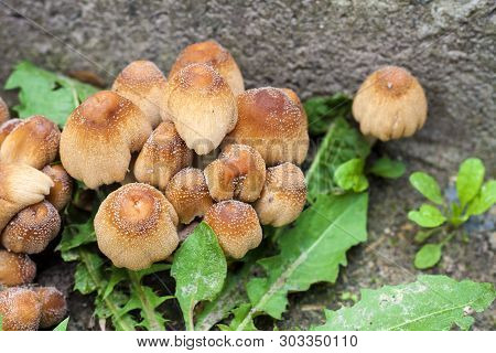 Young Fruit Bodies Of Glistening Inkcap Mushroom (coprinellus Micaceus) Near Concrete Wall